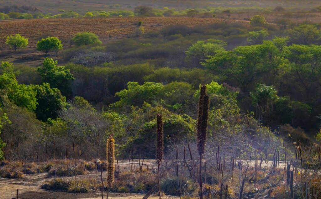 Sunset view of a dry landscape with vibrant greenery and dramatic contrast.